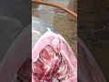 Pretty Professtional 400KG Bluefin Tuna Cutting Skill