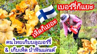 คนไทยเก็บบลูเบอร์รี่ เก็บเห็ด เก็บเบอร์รี่ ชีวิตเมียฝรั่ง Ep361