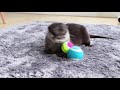 カワウソコタロー　これまでに覚えた芸と新技を一気に見せます！　kotaro the otter 6 awesome tricks