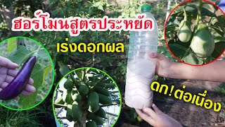 ฮอร์โมนสูตรประหยัด เร่งดอกผล ดกต่อเนื่อง ไม่ต้องหมักใช้ได้เลย