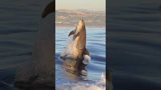 Amazing dolphin jump | beeindruckender Delfin Sprung #dolphin #jump #amazing  #animals #shorts