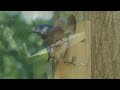 eastern bluebirds nesting in my birdhouse