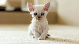 Cute Kittens Will Warm Your Heart! Cutest Devon Rex