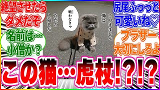 【呪術廻戦】散歩中のうちの猫、戦わなきゃいけなさそうな顔してる。【反応集】#虎杖悠仁