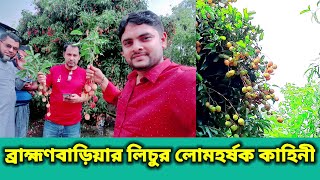 Litchi Garden:ব্রাহ্মণবাড়িয়ার লিচু বাগানের অজানা কাহিনী।প্রতি সিজনে আয় ১৫লক্ষ টাকা।GF Telefilms bd