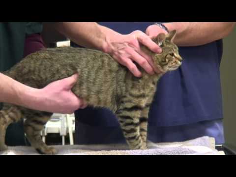 How to Recognize the Signs That a Cat Is Pregnant How to Recognize the Signs That a Cat Is Pregnant