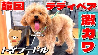 【韓国テディベアで激カワ！】トイプードル・ミロ君 2歳7ヶ月 #toypoodle #トイプードル #トリミング