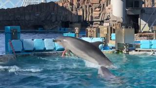 イルカのひたすらジャンプ見学　名古屋港水族館