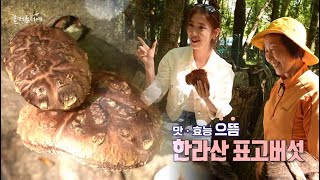 [혼저옵서예]_🌳맛 • 효능 으뜸 - 한라산 표고버섯🍄