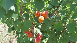 Βερίκοκα ποικιλίας Anegat. Anegat apricot variety.