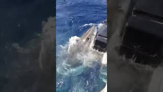 Tiburón blanco ataca lancha 😱😱😱 tremendo