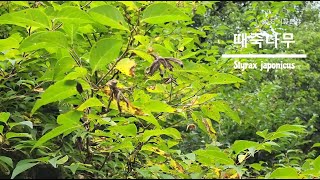 30초 식물도감-때죽나무 (Styrax japonicus)