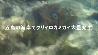 五島市の海岸でクリイロカメガイ見つかる