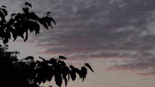 12 Free footage- clouds, leaves, trees, backlighting