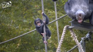 【チンパンジー】子供チンパンジー 多摩動物公園 Chimpanzee 4K