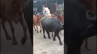 Dog rides on Buffalo|| Funny Video