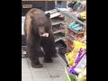 huge brown bear enters 7 eleven and helps itself to candy love this