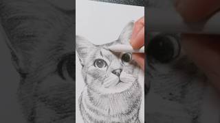 【鉛筆画】パステル鉛筆で猫を描く - Pencil cat drawing