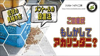 【この症状　もしかしてアカリンダニ？】「症状の見極め方」「メントールの設置法」日本みつばちの養蜂 How to Beekeeping