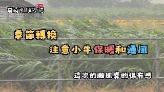 【崙背和順牧場】颱風中心下午應該有經過牧場，傍晚從麥寮出海了。季節轉換，要注意小牛保暖和畜舍的通風