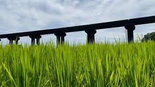 魚梁瀬森林鉄道（北川村）