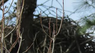 The Woodlands TX Bald Eagles - George II - 01.29.2021