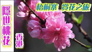 香港隱世桃花（2021年春）——梧桐寨/萬德苑賞花之旅，美！🌸🌸