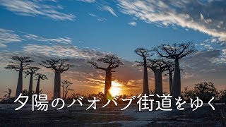 【マダガスカル】ムルンダバ、夕陽のバオバブ街道をゆく