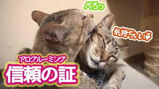 枕元でグルーミングし合う仲良し兄弟猫に癒された