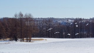 鶴居村 タンチョウ 2 C 2