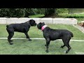 cane corso italian mastiff facts in malayalam kala dog