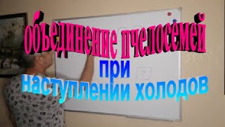 Объединение пчелосемей при наступлении холодов