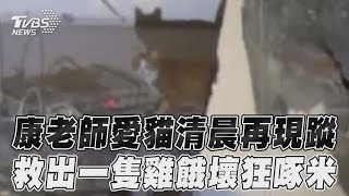 花蓮地震／康老師愛貓清晨再現蹤　救出一隻雞餓壞狂啄米｜TVBS新聞