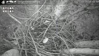 2021/08/20-台灣鳳頭蒼鷹Crested Goshawk-縮時-Time-lapse(完)