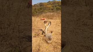 Indian spectacle venomous cobra snake rescue #youtubeshortvideo#youtubeviralvideo#youtubetrending