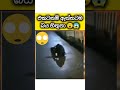 army අඩෝ හොල්මනක්😮😱 youtubeshorts shorts viralshort trendingsho trand sangeethe share theend