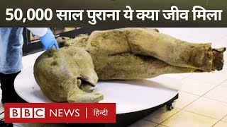 इस 50 हज़ार साल पुराने जीव के अवशेष आख़िर कहां मिले (BBC Hindi)