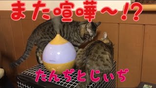 【12匹の猫  大家族】キジトラ猫兄弟。また喧嘩勃発か？たんぢとじぃぢの喧嘩？