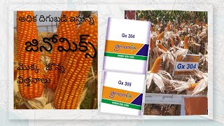 జినోమిక్స్ మొక్క జొన్న విత్తనాలు Gx305 | అధిక వొలిపిడి శాతం | Genomix seeds maize seed Gx305