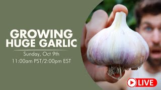 Last Chance! How to Grow HUGE Heads of Garlic!