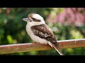 where are kookaburras found in australia