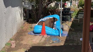Bear Brings Cubs for a Backyard Swim || ViralHog