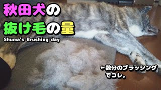 【秋田犬】毎日ブラッシングしても終わらない・・・数分のブラッシングでも大量の抜け毛！【大型犬】【akita】