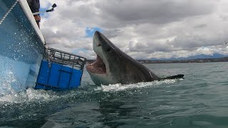 Cinematic Great White Sharks 4K Ep 16