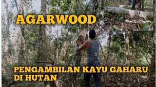 PROSES PENGAMBILAN KAYU GAHARU DI HUTAN, KAYU TERMAHAL