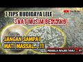 MUSIM BEDIDING , BENIH LELE MATI TIAP HARI.. .? TIPS BUDIDAYA LELE SAAT MUSIM BEDIDING