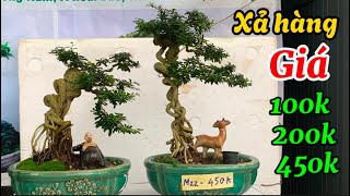 Nhà vườn bonsai Triều Võ xả hàng giá rẻ bèo 100k 200 k mỗi cây-@Bayxunau