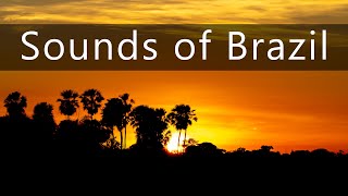 Dawn in the Pantanal - Nature and wildlife sounds