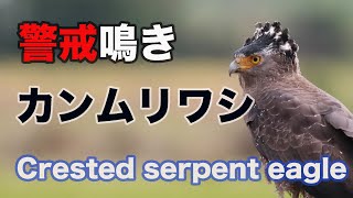 【猛禽類 鳴き声】ひと声のみ、カンムリワシ 鳴き声　Crested serpent eagle Sound