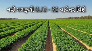 નવી મગફળી GJG-32 વાવેતર વિશે | GJG32 GROUNDNUT | Peanut Farming in India 🥜 | bt 32 magfali